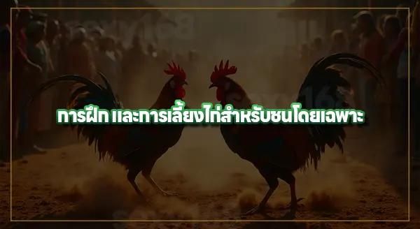 ประวัติ พนันชนไก่