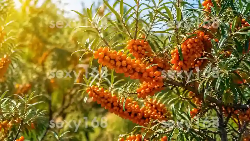 Sea Buckthorn Extract ช่วยอะไร