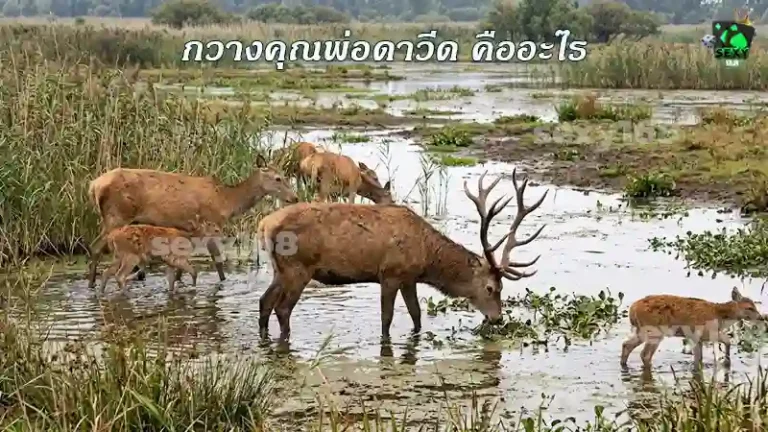 กวางคุณพ่อดาวีด คืออะไร