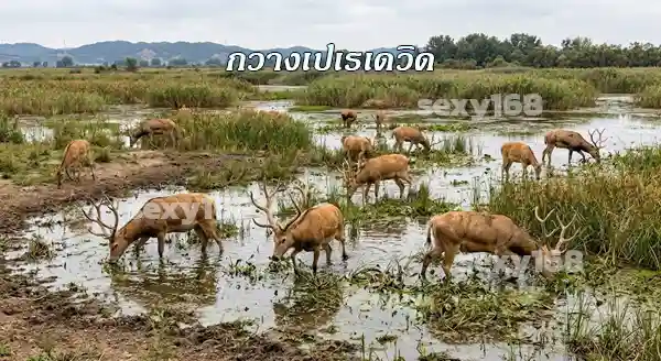 กวางคุณพ่อดาวีด คืออะไร