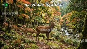 กวางที่สวย ที่สุดในโลก