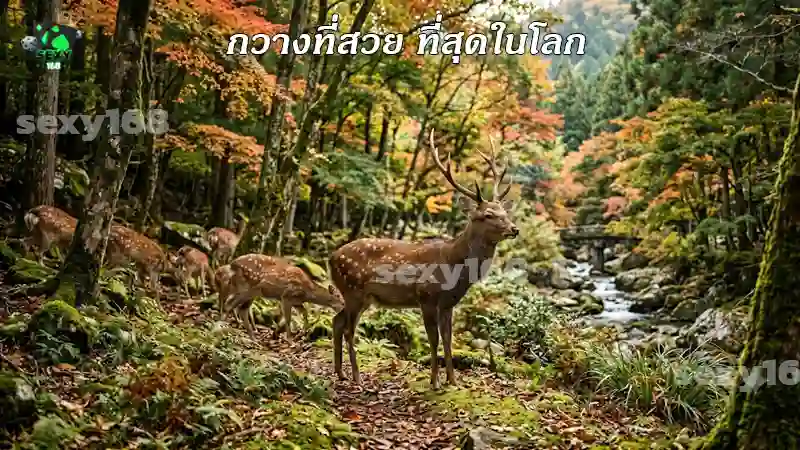 กวางที่สวย ที่สุดในโลก