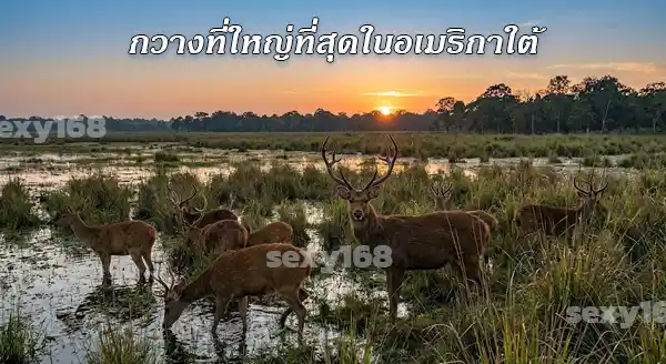 กวางบึง มีลักษณะยังไง