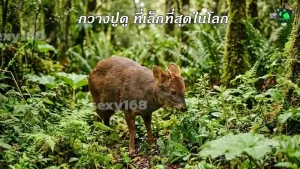 กวางปูดู ที่เล็กที่สุดในโลก