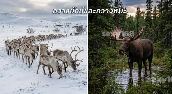 กวางเรนเดียร์ กับ กวางมูส