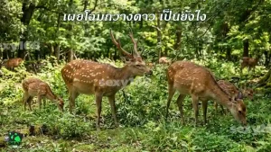 เผยโฉมกวางดาว เป็นยังไง