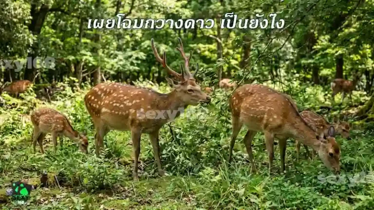 เผยโฉมกวางดาว เป็นยังไง