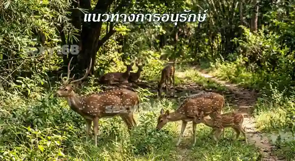 เผยโฉมกวางดาว เป็นยังไง
