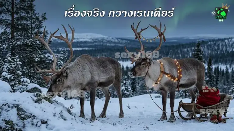 เรื่องจริง กวางเรนเดียร์