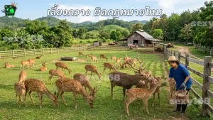 เลี้ยงกวาง ผิดกฎหมายไหม