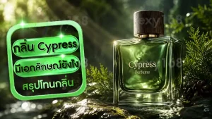 กลิ่น Cypress มีเอกลักษณ์ยังไง