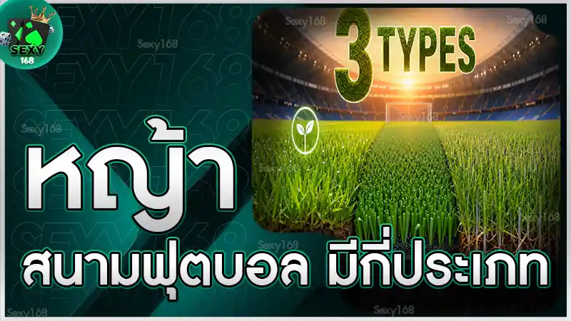 หญ้าสนามฟุตบอล มีกี่ประเภท