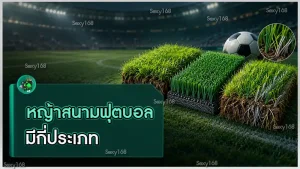 หญ้าสนามฟุตบอล มีกี่ประเภท